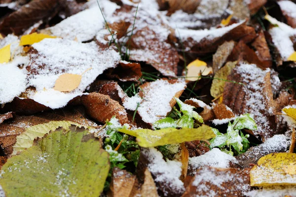 Herbstlaub unter dem ersten Schnee auf dem Boden — Stockfoto