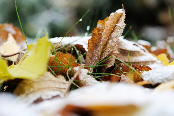 Herfstbladeren onder de eerste sneeuw op de grond — Stockfoto