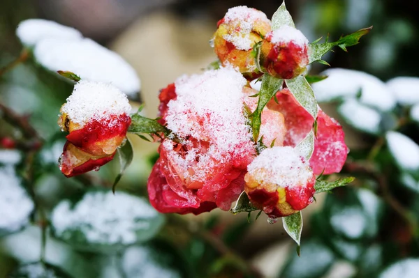 花园里玫瑰的雪下 — 图库照片