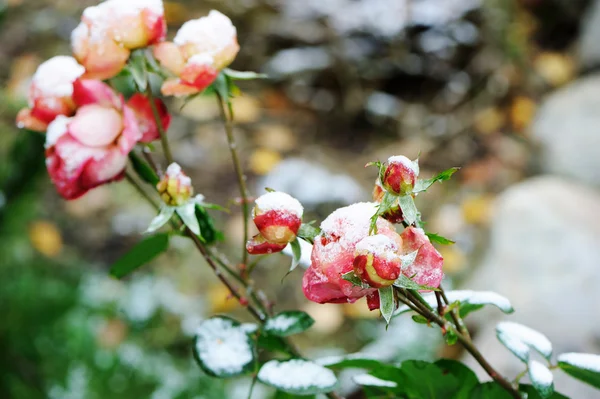 Jardín se levantó bajo la nieve — Foto de Stock