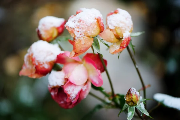 Jardim rosa sob a neve Fotografia De Stock