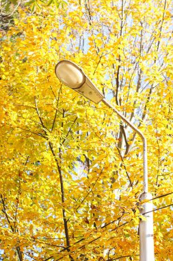 Lamppost, Gürcistan, Batumi 'de sonbahar sarı yapraklarının arka planına karşı.