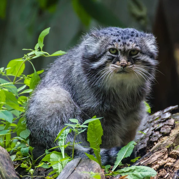 Manul Yang Paling Lamban Dan Lambat Dari Semua Kucing Liar — Stok Foto