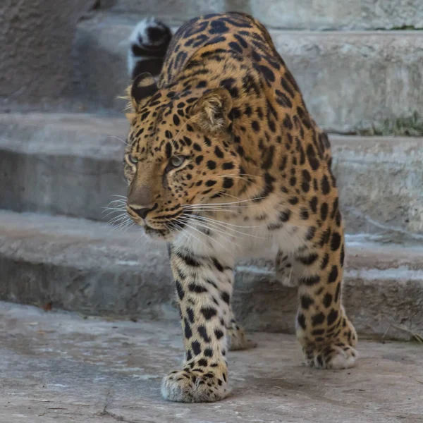 Leopardo Del Lejano Oriente Sobre Roca — Foto de Stock