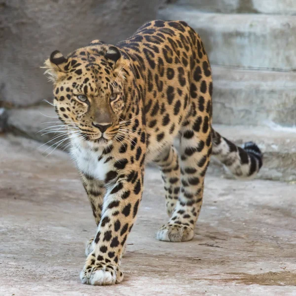 Leopardo Del Lejano Oriente Sobre Roca — Foto de Stock