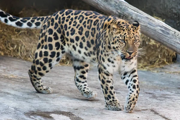 Leopardo Del Lejano Oriente Sobre Roca —  Fotos de Stock