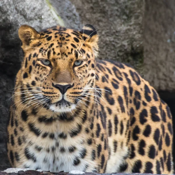 Retrato Leopardo Del Lejano Oriente — Foto de Stock