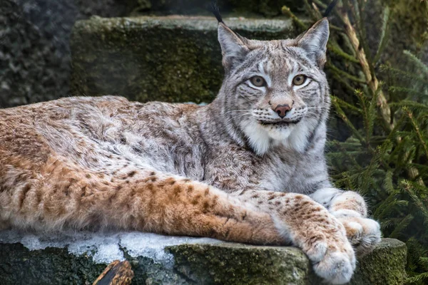Lynx Repose Sur Rocher Regarde Vers Avenir — Photo