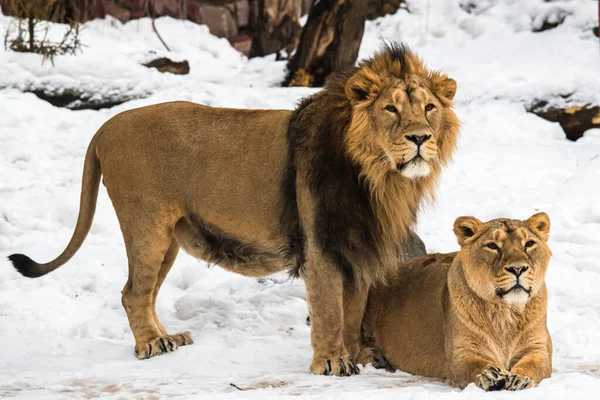 Leões Asiáticos Retrato Neve — Fotografia de Stock