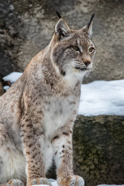 Lynx Est Assis Sur Rocher Regarde Vers Avenir — Photo