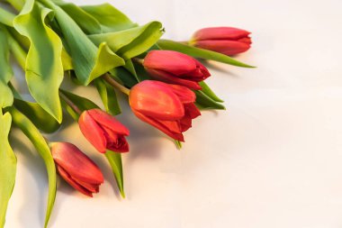 Beyaz arkaplanda laleler