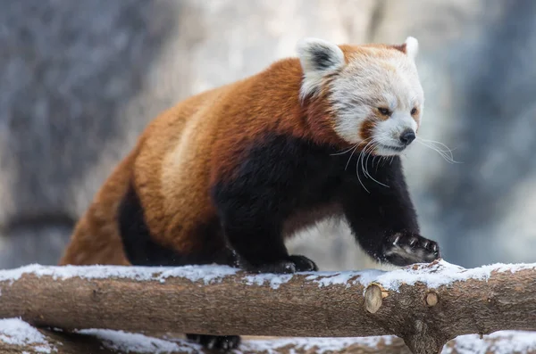The little (red) panda is an amazing animal. It is a predatory animal that feeds mainly on plant food.