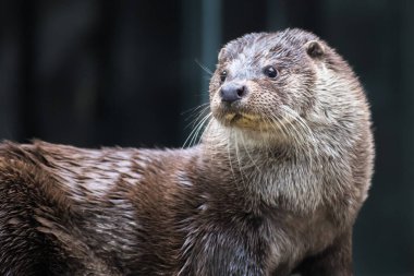 Bir nehir samurunun portresi.