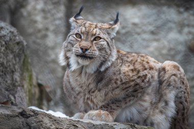 Vaşak Sibirya 'da yaşıyor.