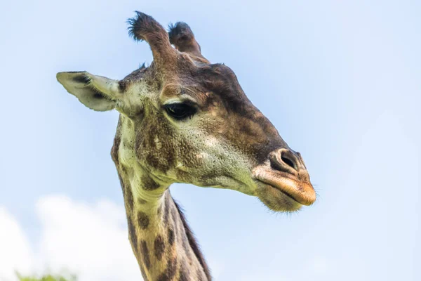 Fechar Cabeça Girafa — Fotografia de Stock