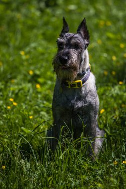 Mittelschnauzer 'ın ayırt edici bir özelliği de göz kapaklarında ve gözlerinde sarkan kalın kaşların yanı sıra sert bir sakaldır..