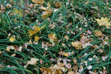 Ormanda ve parkta sonbahar bitkileri ve yaprakları