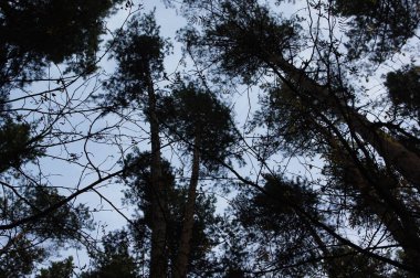 Sonbaharda ormanda ağaçlar ve park