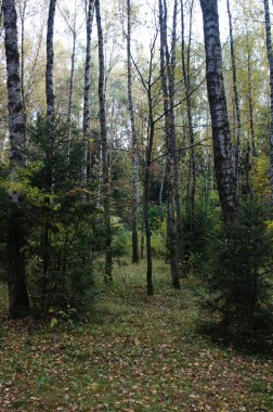 Sonbahar ağaçları orman parkı güzel doğa
