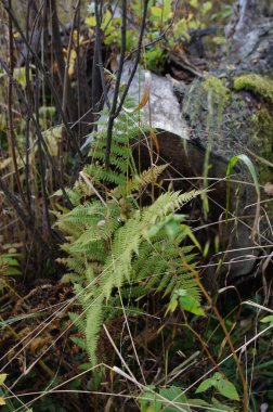 Ormanda ve parkta sonbahar bitkileri ve yaprakları