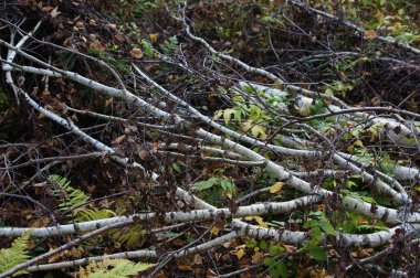 Ağaç gövdesi kabuk dokusu kökleri ormanda.