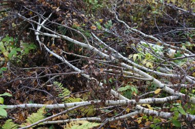 Ağaç gövdesi kabuk dokusu kökleri ormanda.