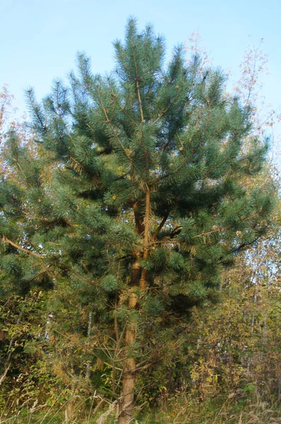 Bäume Herbst Wald Und Park — Stockfoto