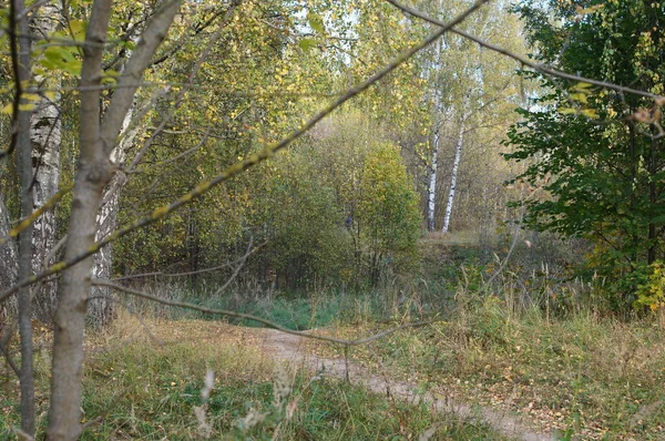 Träd Hösten Skogen Och Parken — Stockfoto