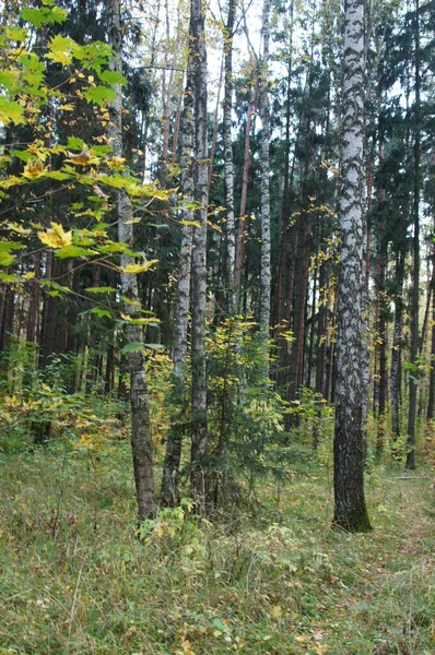 Jesienne Drzewa Las Park Piękna Przyroda — Zdjęcie stockowe