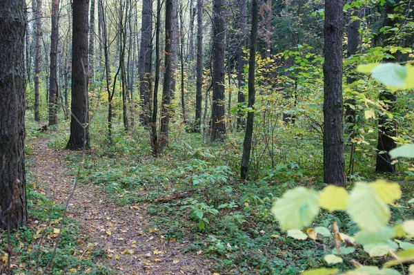 Stromy Podzim Lese Parku — Stock fotografie