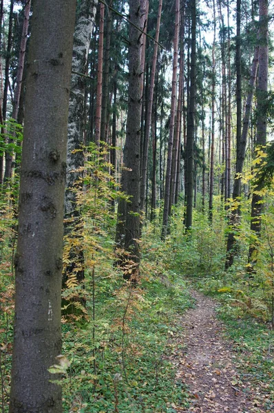 Höstträd Skog Park Vacker Natur — Stockfoto