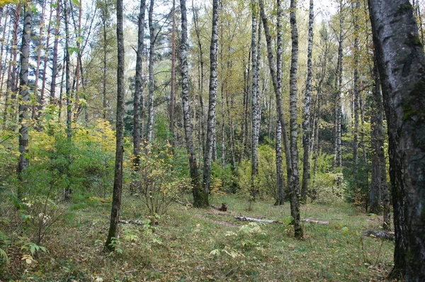 Outono Árvores Floresta Parque Bela Natureza — Fotografia de Stock