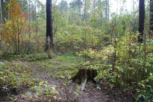 Осінній Пейзаж Лісі Або Парку — стокове фото