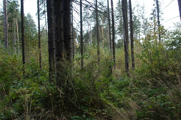 Höst Landskap Skogen Eller Parken — Stockfoto