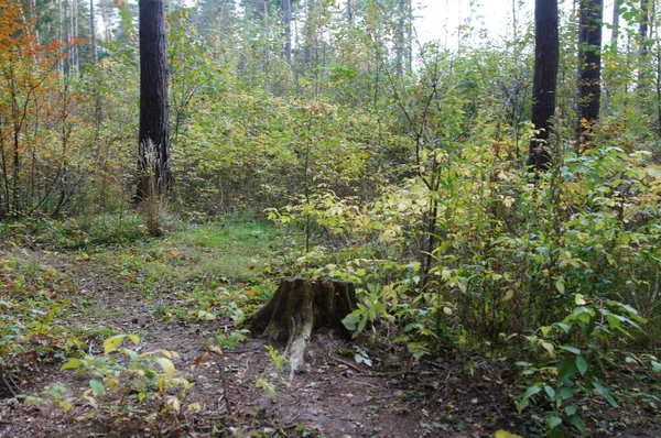 Herfst Landschap Het Bos Park — Stockfoto