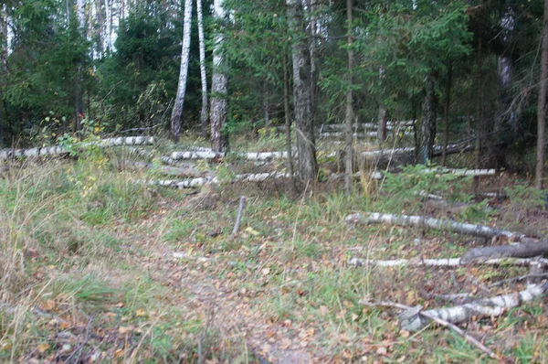 Herfst Landschap Het Bos Park — Stockfoto