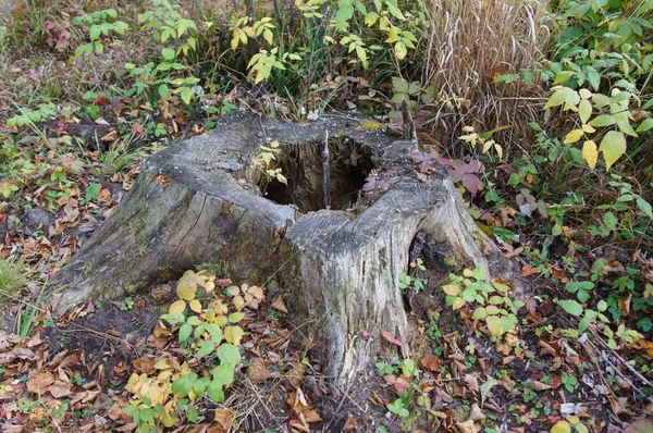 Ağaç gövdesi kabuk dokusu kökleri ormanda.