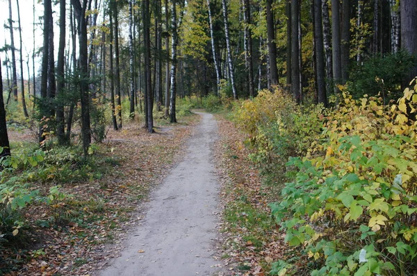 Podzimní Krajina Lese Nebo Parku — Stock fotografie