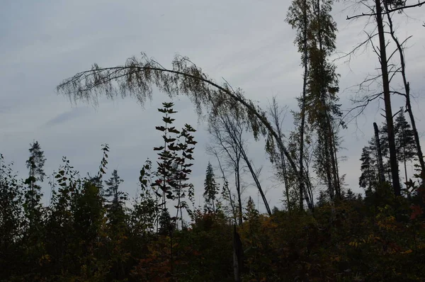 Κορμοί Δέντρων Φλοιός Υφή Κολοβώματα Ριζών Στο Δάσος — Φωτογραφία Αρχείου
