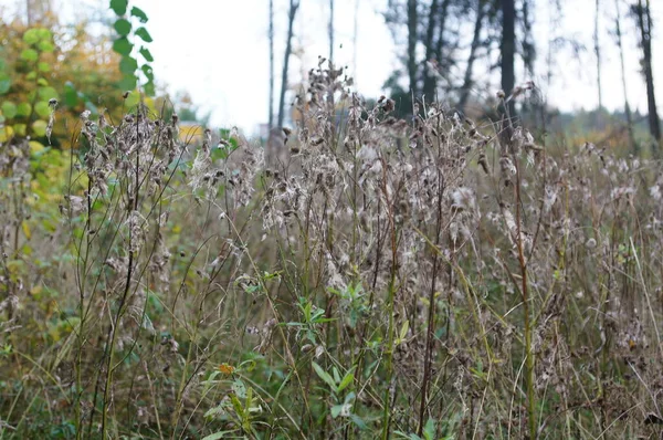 Herfst Kruiden Bladeren Bos Park — Stockfoto