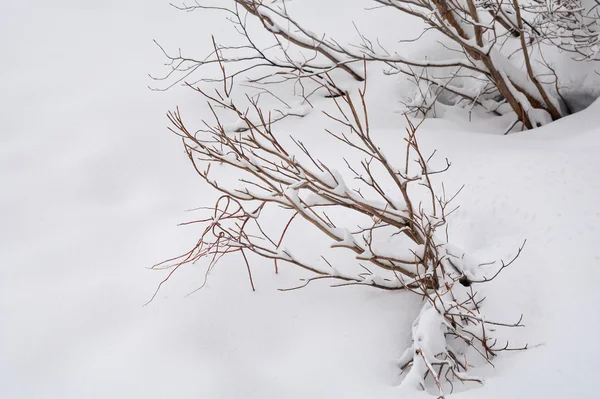 Hoarfrost arka plan kar üzerinde ağaçların dalları. — Stok fotoğraf