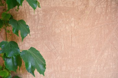 Yeşil yaprakları ile eski çimento duvar