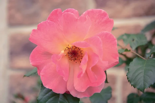 Rosa Rosa florescendo em um jardim — Fotografia de Stock