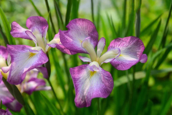 Hermosa orquídea púrpura —  Fotos de Stock