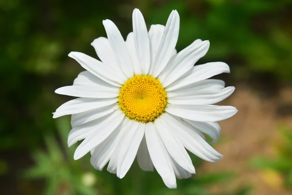 Beautiful white flowers of chrysanthemum on green background — Stock Photo, Image