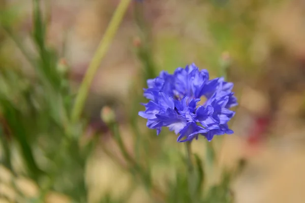화창한 날에 여름에 필드에 밝은 파란색 옥수수 꽃 - — 스톡 사진