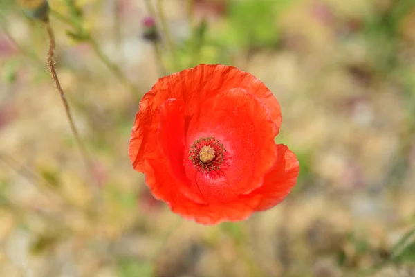 Red Poppy flower, Selective focus point — Stock Photo, Image