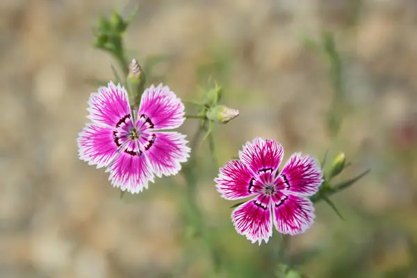 Flor doce william — Fotografia de Stock