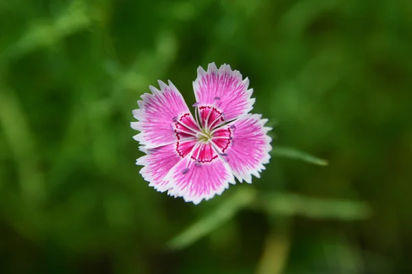 Fechar-se de flor de william doce única — Fotografia de Stock
