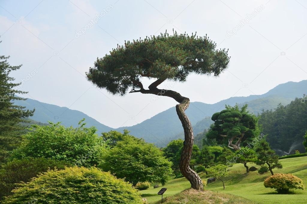 Schöner Baum im Garten — Stockfoto © kritiya 113928174